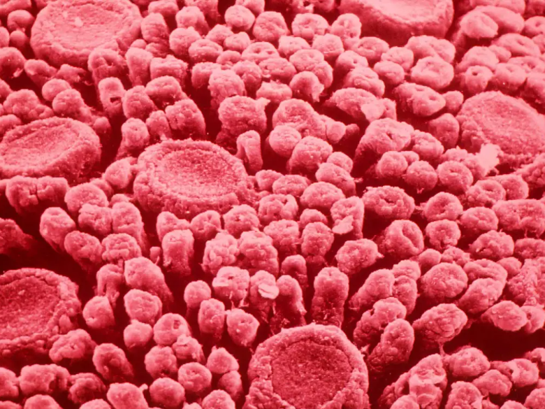 Microscopic close-up of human tongue papillae, showing the clustered, rounded structures that contain taste buds.