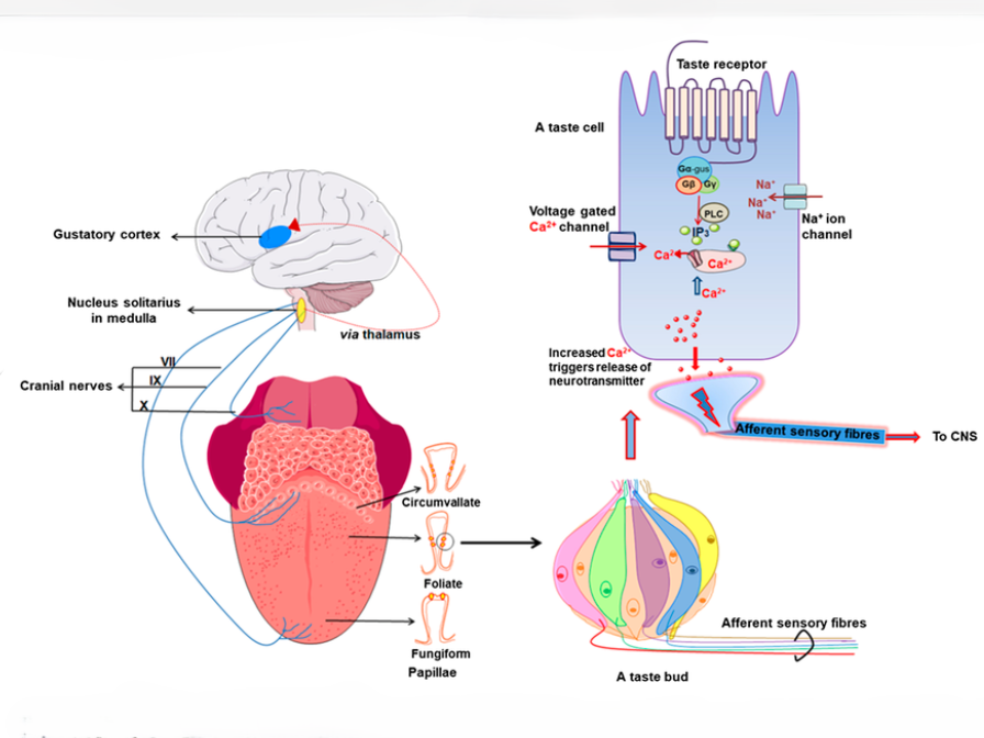 Scientific illustration of how taste works, showing taste buds, receptor cells, cranial nerves, and the gustatory cortex involved in taste signal transmission.