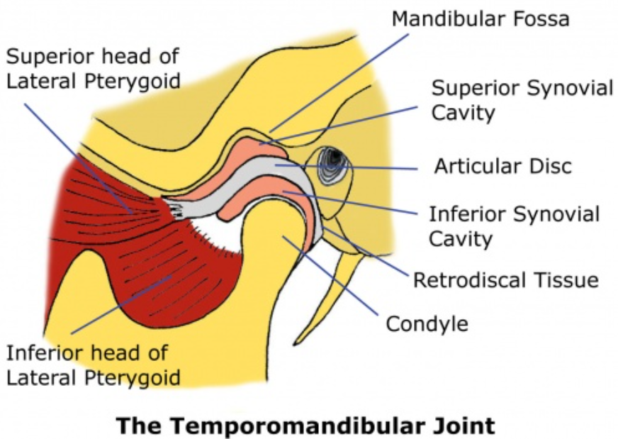 Diagram of the temporomandibular joint (TMJ) showing the mandibular fossa, articular disc, synovial cavities, condyle, and lateral pterygoid muscle.