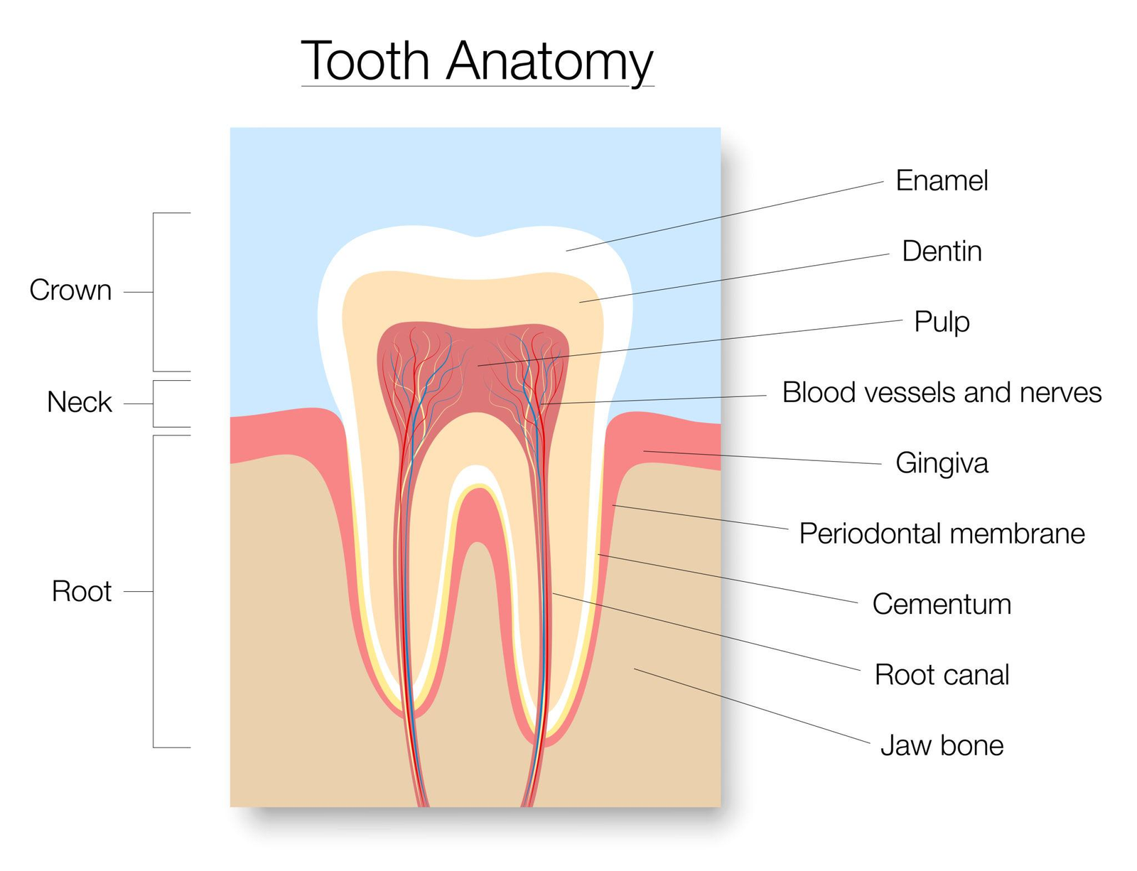 Shock-Like Pain in Teeth: Causes, Symptoms, and Effective Treatments ...